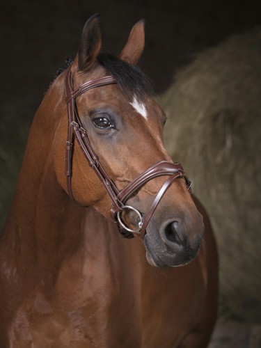 Bridle Vague Norton Pro
