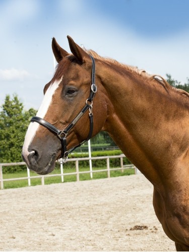 Leather Halter Grooming Eric Thomas Pro