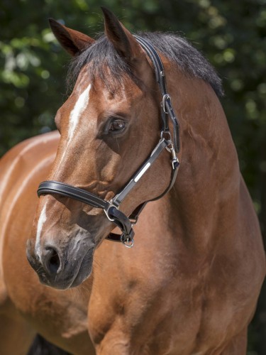 Leather Halter Grooming Norton Pro