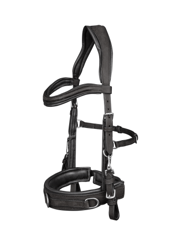 Anatomic Cavesson Waldhausen