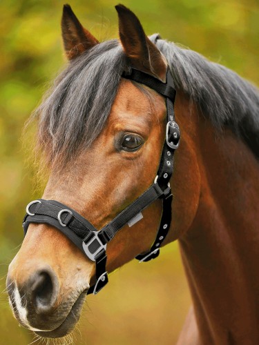 Lunging halter Economic Waldhausen