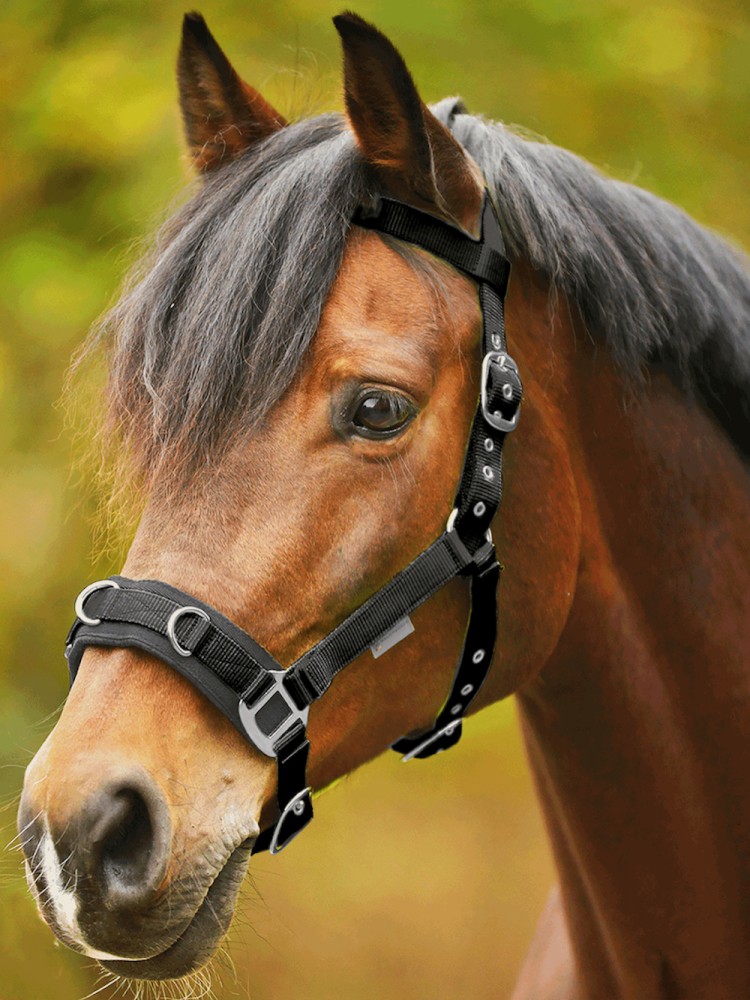 Lunging halter Economic Waldhausen