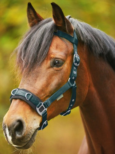Lunging halter Economic Waldhausen
