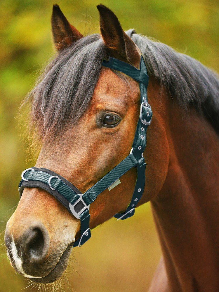 Lunging halter Economic Waldhausen