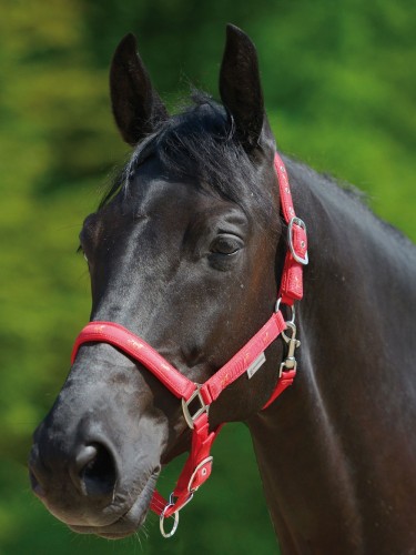 Halter Little Horse Waldhausen