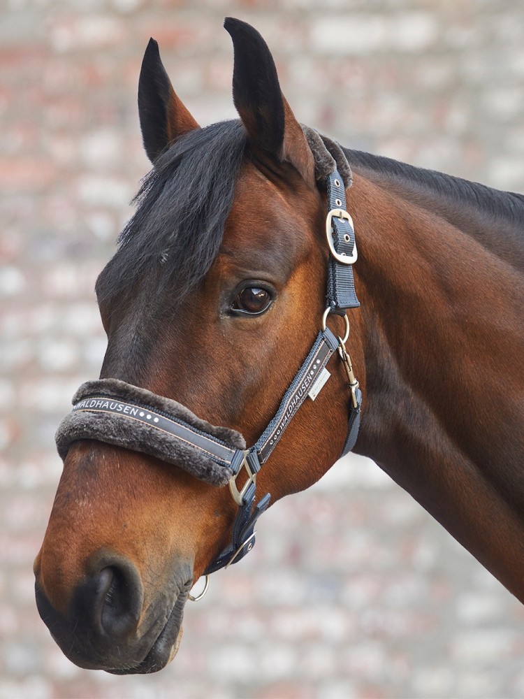 Halter Elegant Waldhausen
