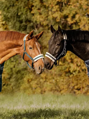 Halter Elegant Waldhausen