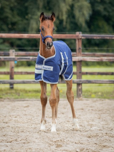 Foal Turnout 50g Bucas