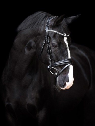 Bridle Fria Imperial Riding