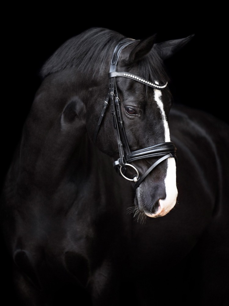 Bridle Fria Imperial Riding