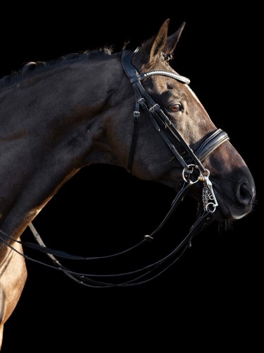 Weymouth bridle Legacy Deluxe HV Polo