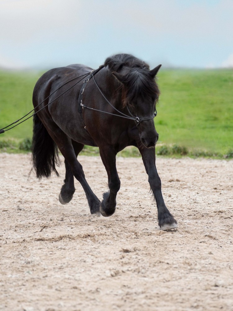 Double lunging rein Free Ride Imperial Riding