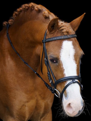 Shetty bridle Stormy Imperial Riding