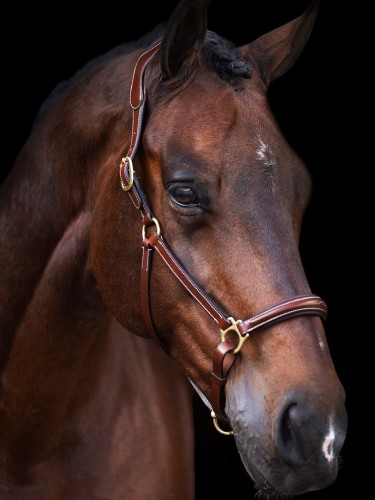 Leather halter Legacy HV Polo