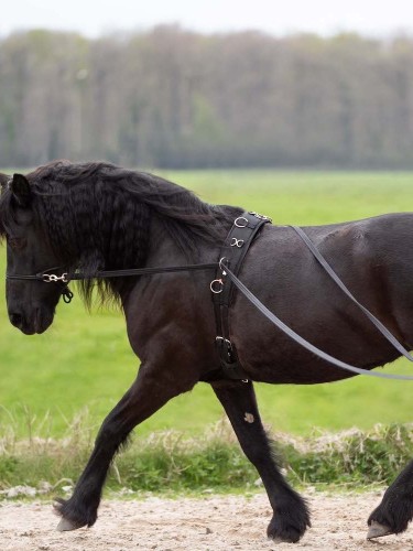 Long reins Free Ride Imperial Riding