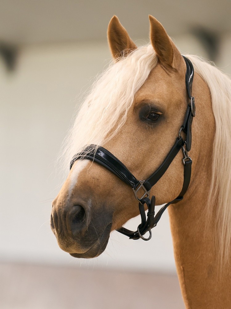 Leather halter Hera Imperial Riding