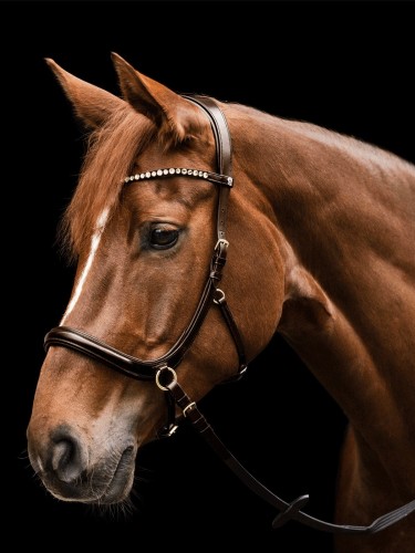 Bitless bridle Sensation Waldhausen X-Line