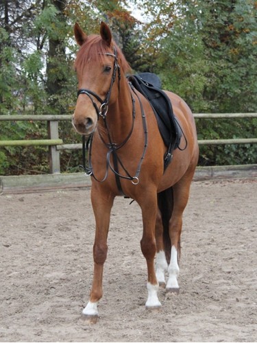 Martingale Waldhausen X-Line