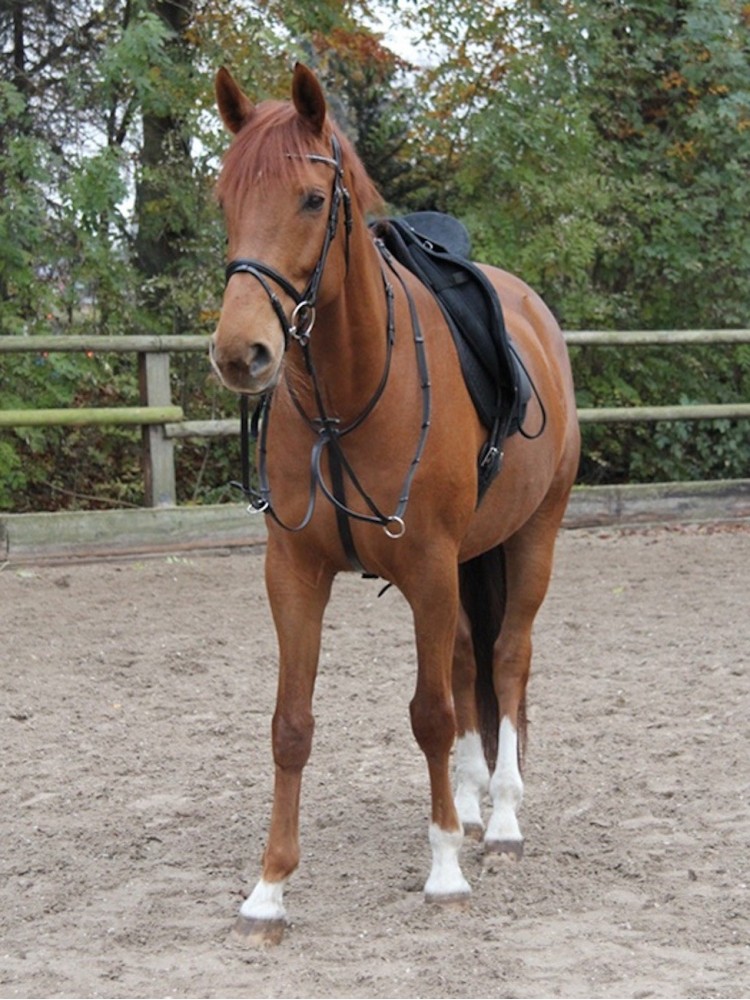 Martingale Waldhausen X-Line