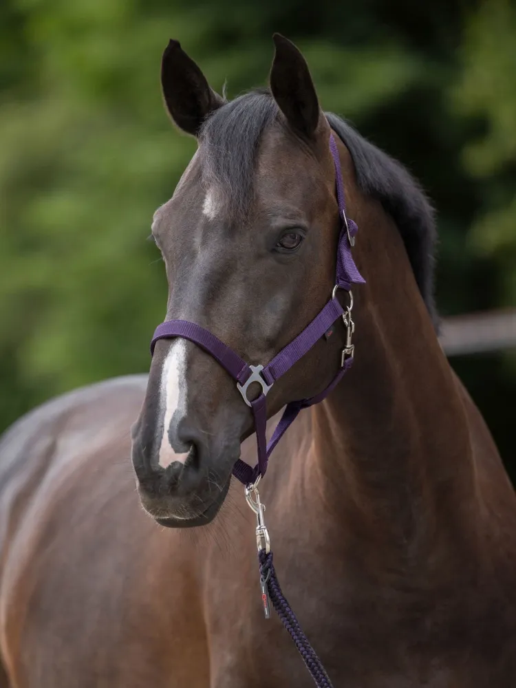 Halter Hippo Covalliero