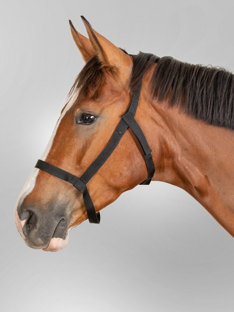 Halter Pasture Waldhausen