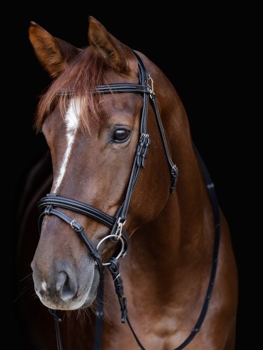 Bridle Work Waldhausen-X-Line