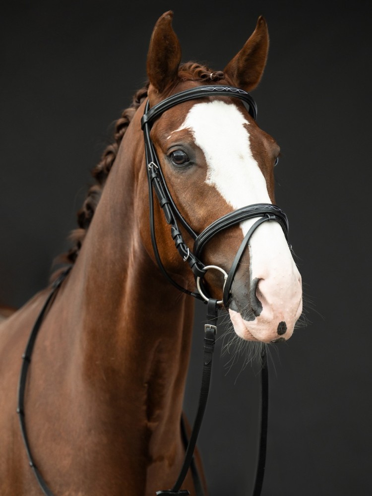 Bridle Jana HKM