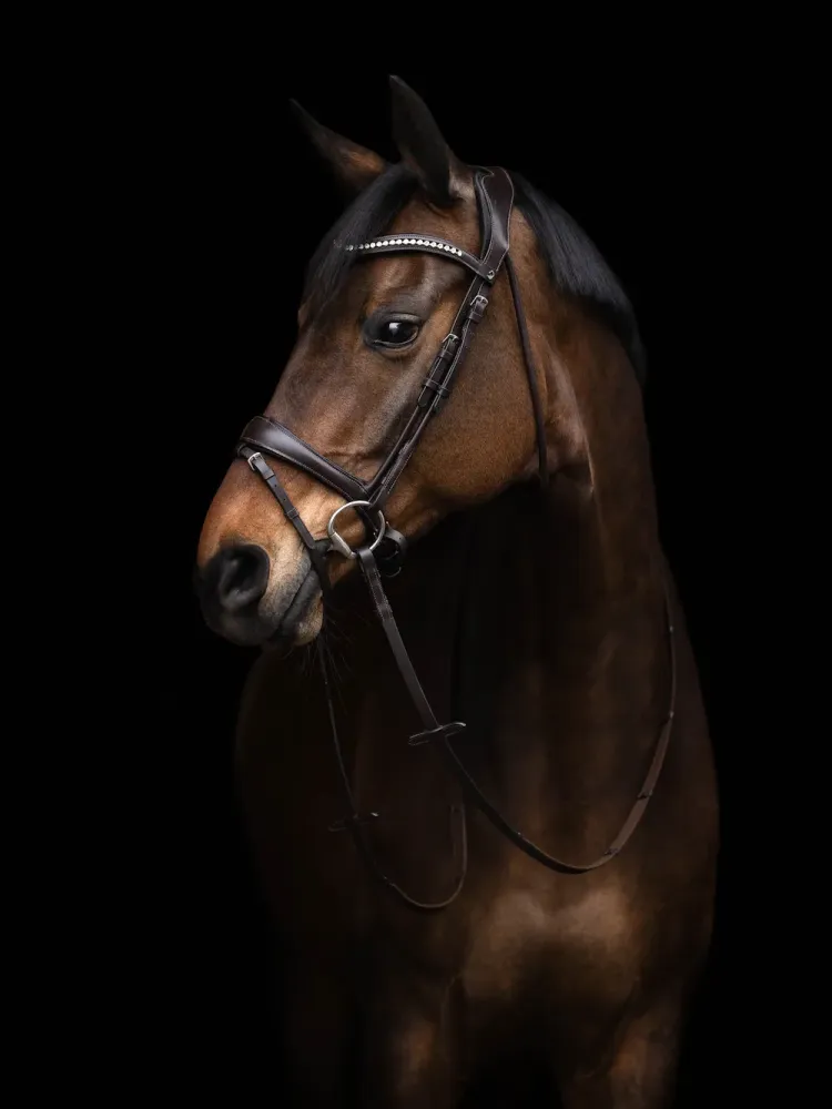 Bridle Arezzo Lauria Garrelli