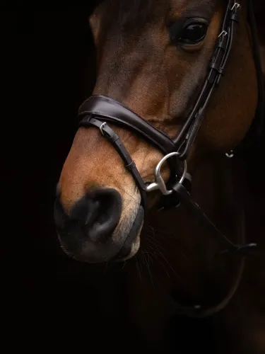 Bridle Arezzo Lauria Garrelli