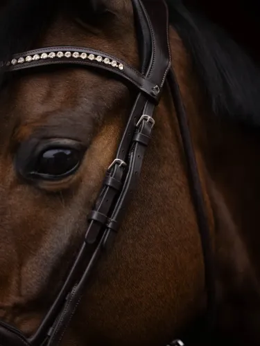 Bridle Arezzo Lauria Garrelli