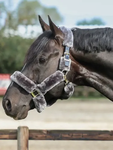 Halter Show-Line Full Fur Bucas