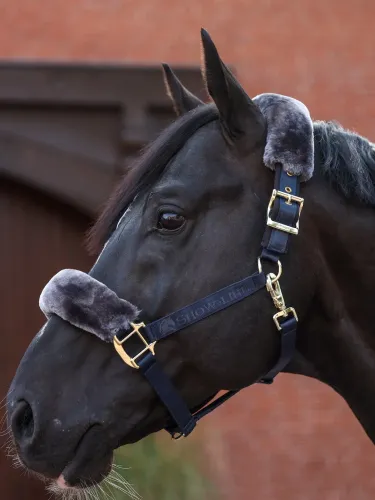 Halter Show-Line Bucas