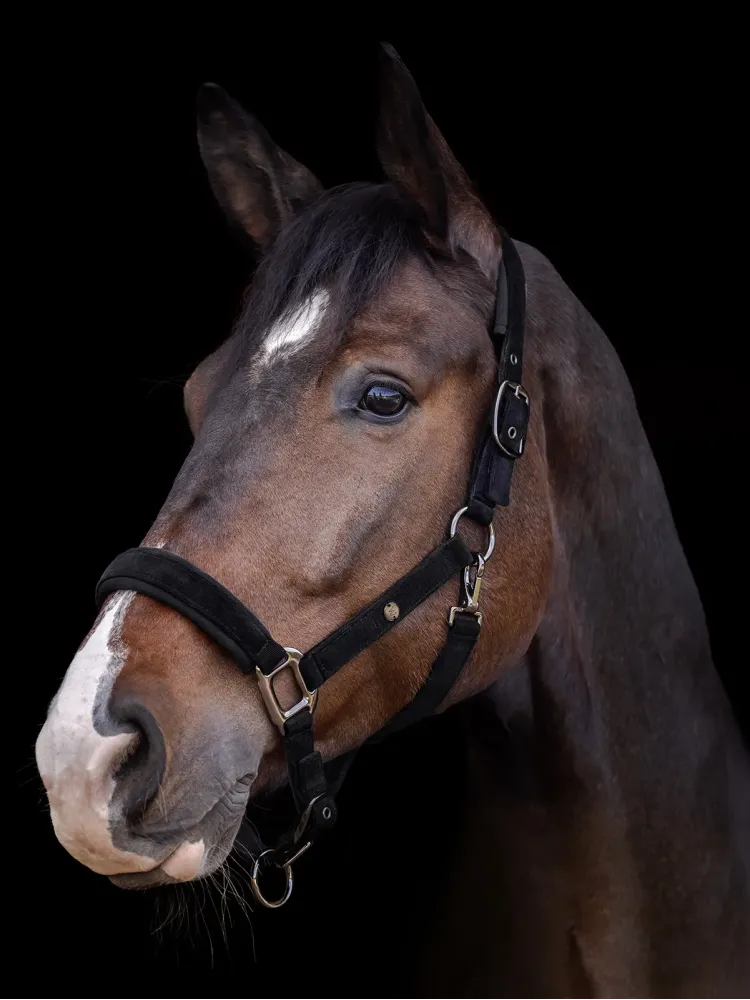 Halter St.Gallen Waldhausen