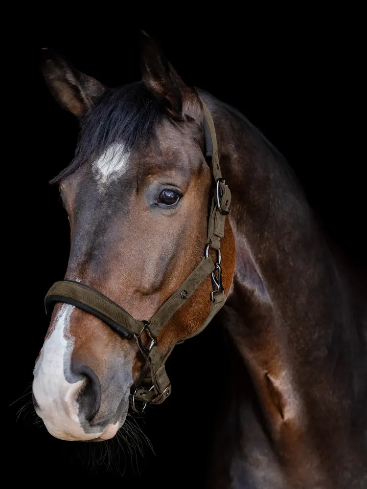 Halter St.Gallen Waldhausen