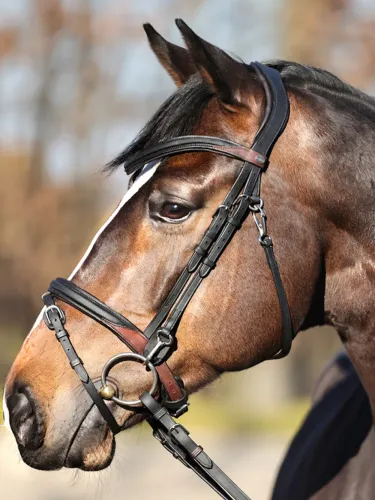 Bridle Everyday Oiled Leather Kavalkade