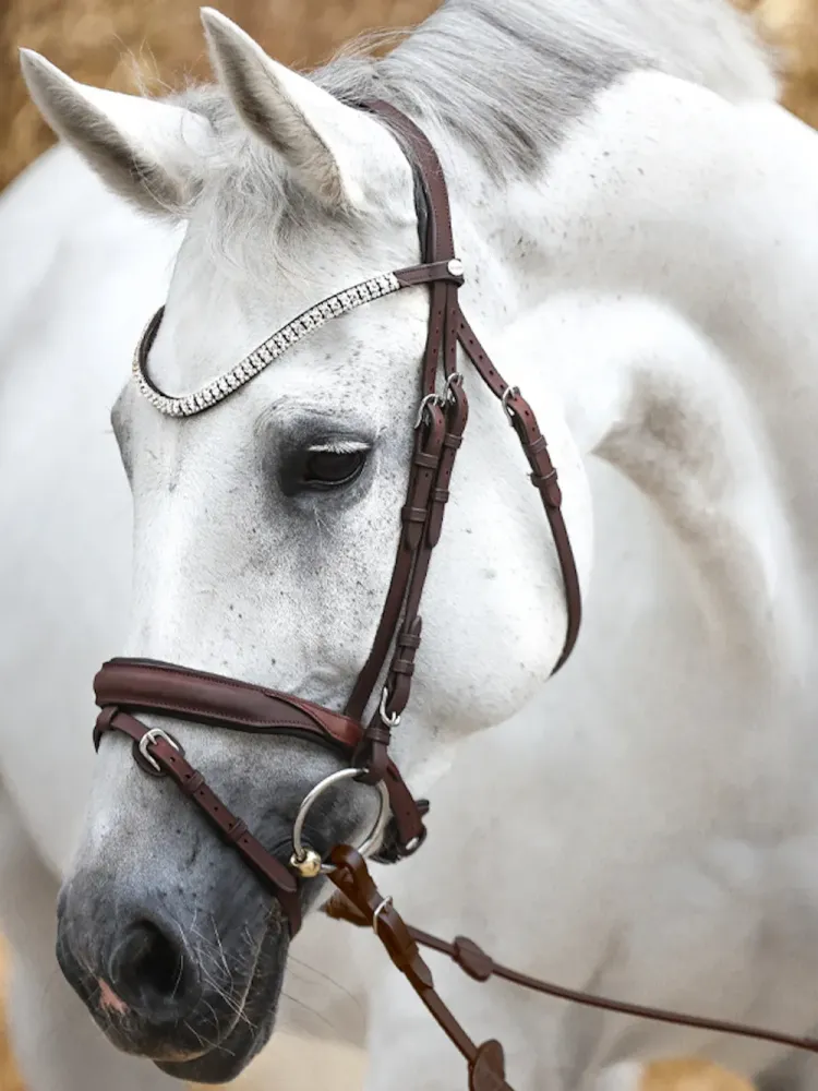 Bridle Everness Oiled Leather Kavalkade