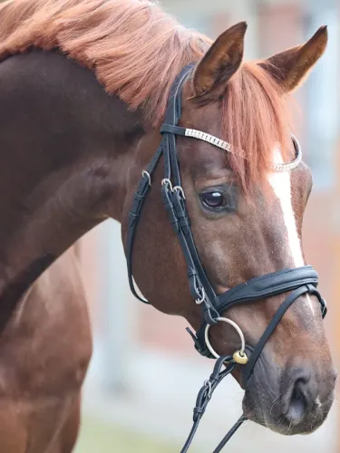 Bridle Everness Oiled Leather Kavalkade