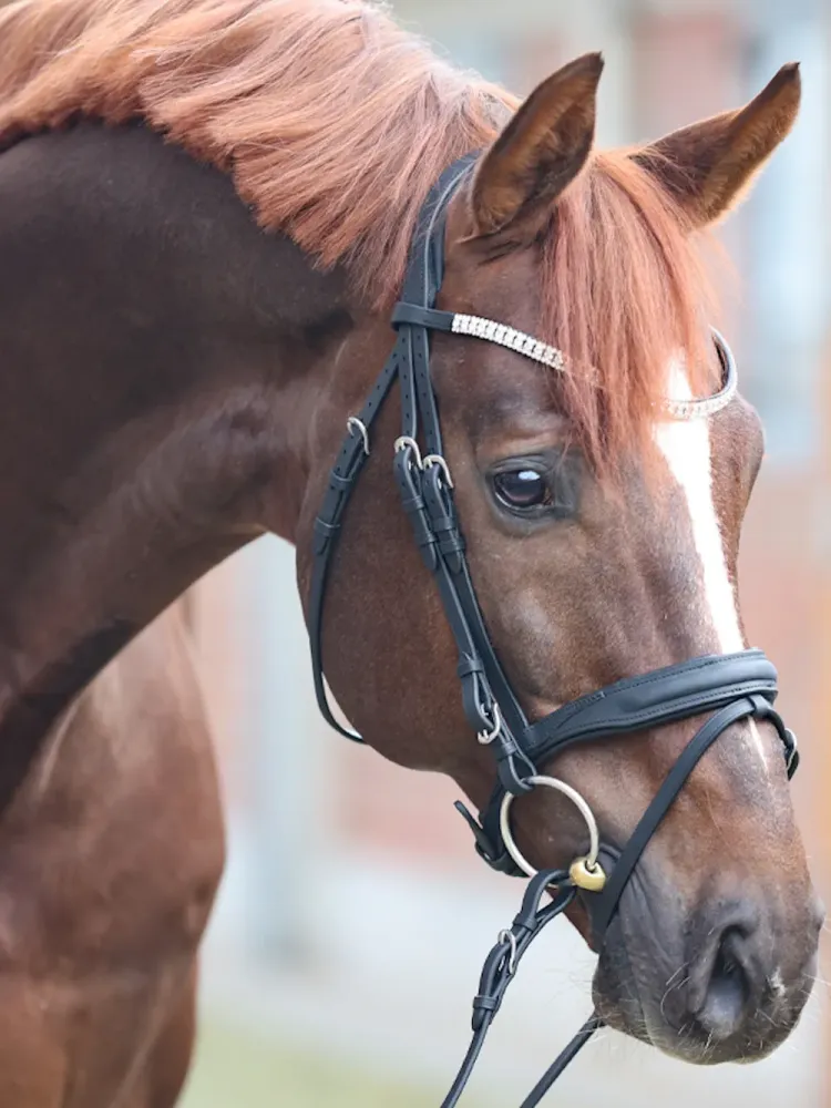 Bridle Everness Oiled Leather Kavalkade