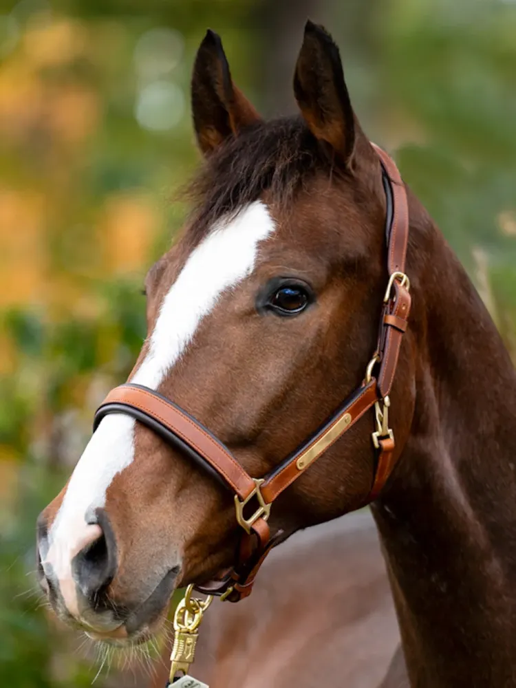 Leather halter Cinta Kavalkade
