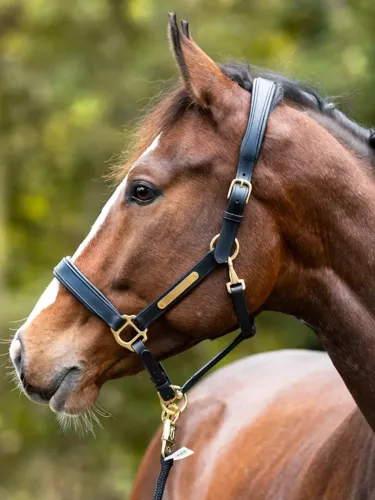 Leather halter Cinta Kavalkade