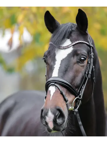Browband Sparkle Kavalkade