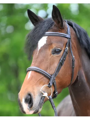 Bridle Akila Hunter Kavalkade