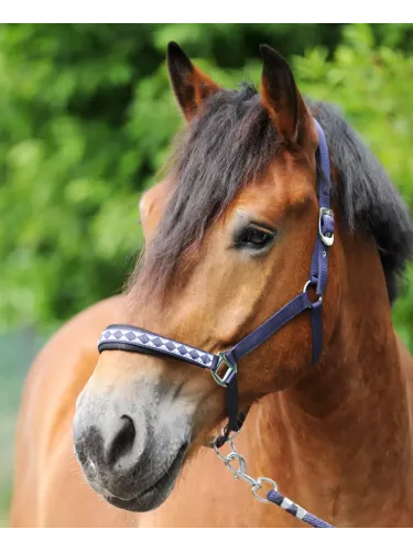 Halter Draft Horse Classic Kavalkade