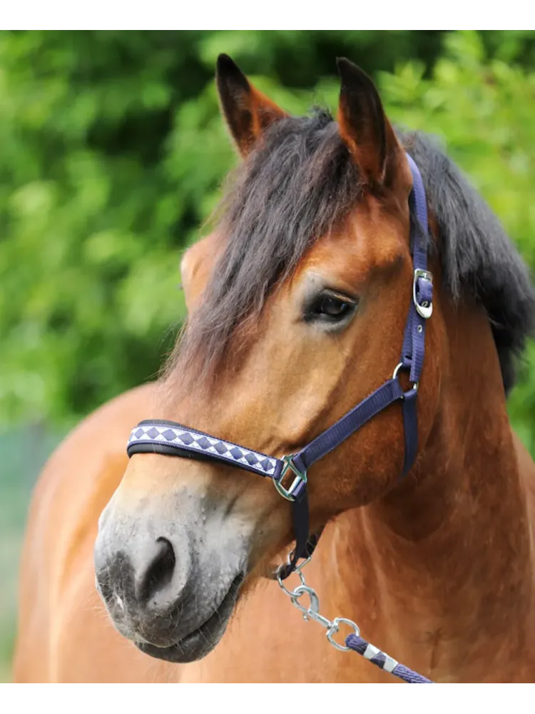 Halter Draft Horse Classic Kavalkade