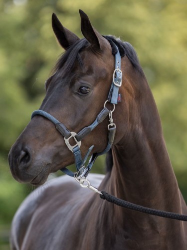 Halter Cordano Covalliero