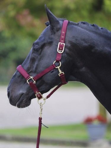 Halter Classy Covalliero