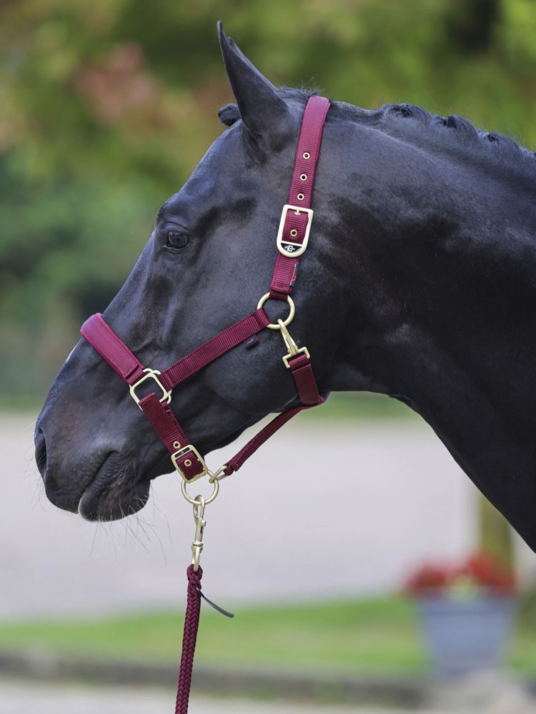 Halter Classy Covalliero
