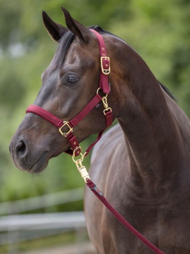 Halter Classy Covalliero