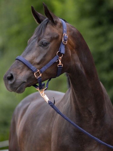 Halter Classy Covalliero