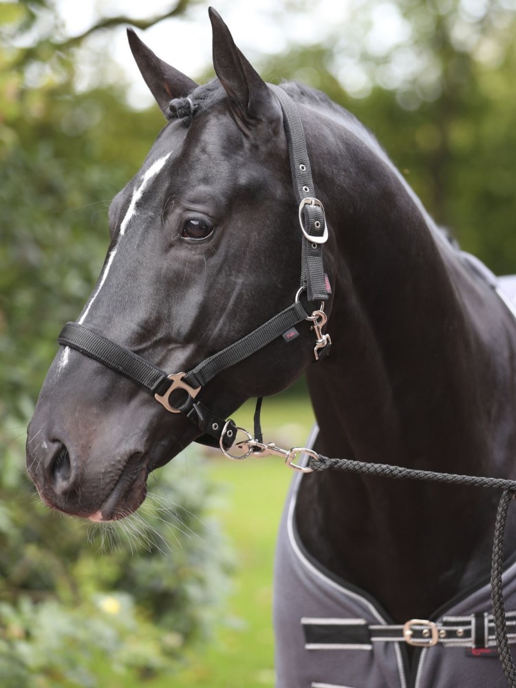 Halter Dexter Covalliero